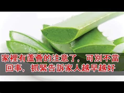 蘆薈陽台風水|蘆薈陽台風水：打造舒適健康的家居環境 【蘆薈 陽台 風水】 – 香。